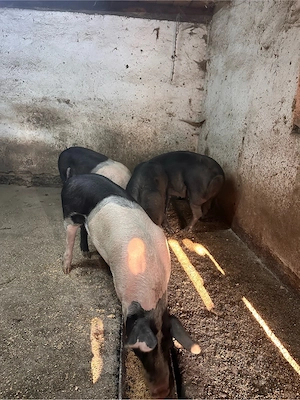 porci 90-110 kg - imagine 3