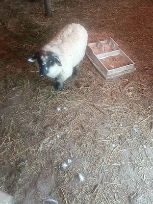 Vind berbecuț pentru tăiat 