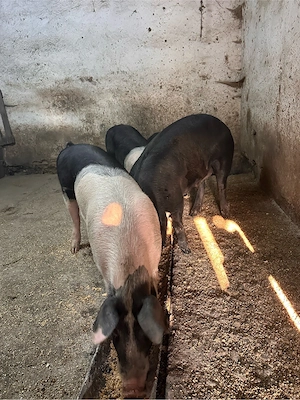 porci 90-110 kg - imagine 4