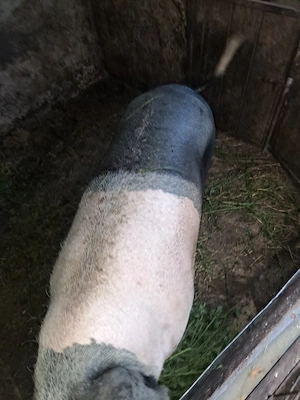 vand porc gras 17 lei kg
