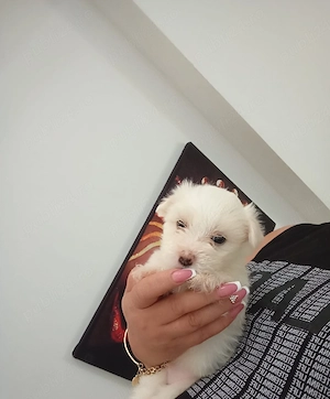 Bichon maltez mini toy 