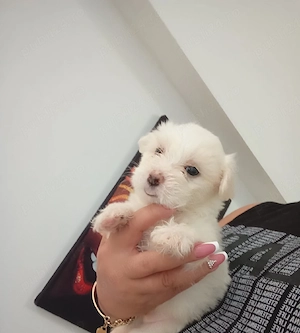Bichon maltez mini toy  - imagine 2