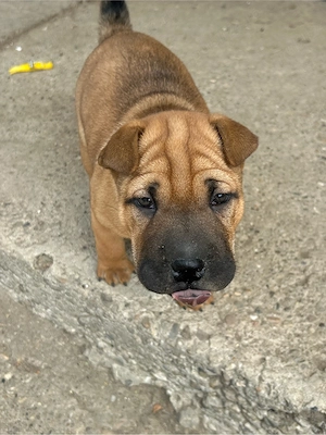 disoonibile 2 femele Shar pei  - imagine 2