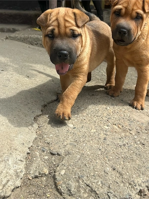 disoonibile 2 femele Shar pei  - imagine 4