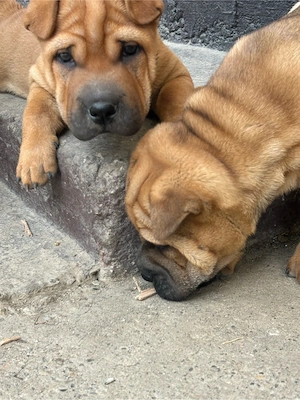 disoonibile 2 femele Shar pei  - imagine 3