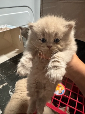 Pui pisica british shorthair lilac
