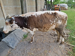 vaca vanzare