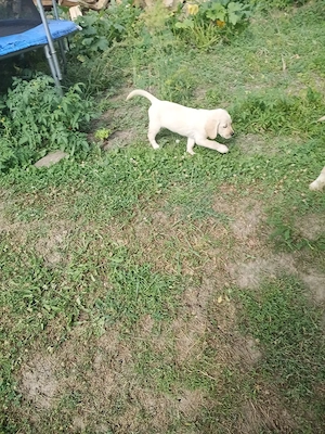 Cățelușa Labrador  - imagine 2