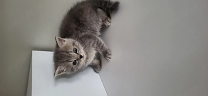 Pisoi british shorthair