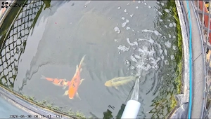 vand crap koi japonezi iaz si filtrare - imagine 2