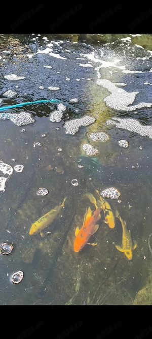 vand crap koi japonezi iaz si filtrare - imagine 5