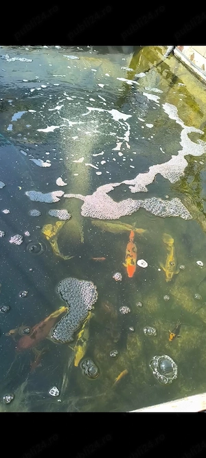 vand crap koi japonezi iaz si filtrare - imagine 4