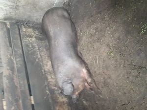 Porc Duroc de vanzare 15 lei kg