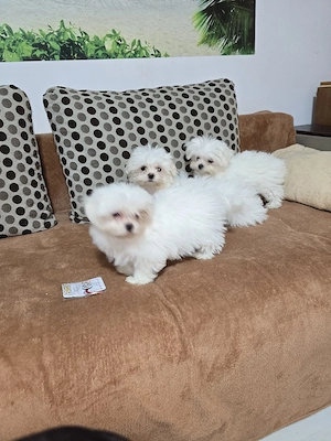 Bichon Maltez Toy 