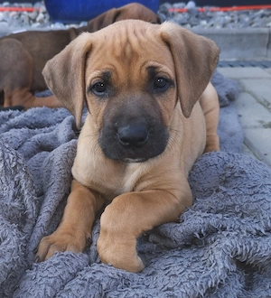 Rodesian ridgeback _Catelusi de vinzare, 4 baietei si 4 fetite, 8 saptamini  - imagine 3