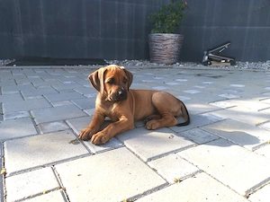 Rodesian ridgeback _Catelusi de vinzare, 4 baietei si 4 fetite, 8 saptamini  - imagine 5