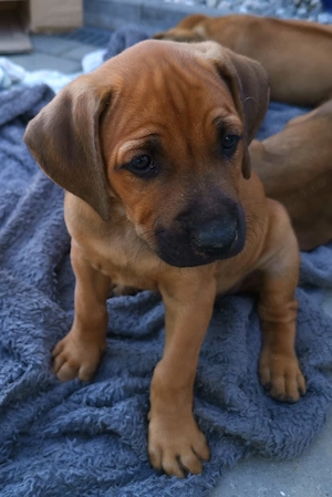 Rodesian ridgeback _Catelusi de vinzare, 4 baietei si 4 fetite, 8 saptamini  - imagine 4