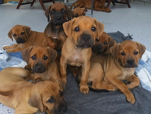 Rodesian ridgeback _Catelusi de vinzare, 4 baietei si 4 fetite, 8 saptamini  - imagine 2