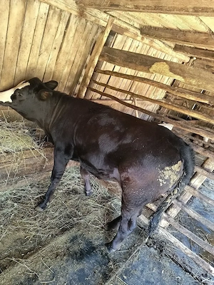 Vând vițea angus din montă 