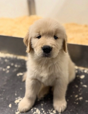 Golden Retriever 