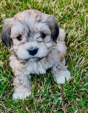 Bichon Havanez 