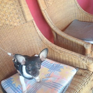 Fetita Si Baiat 4 luni ChihuahuaToy