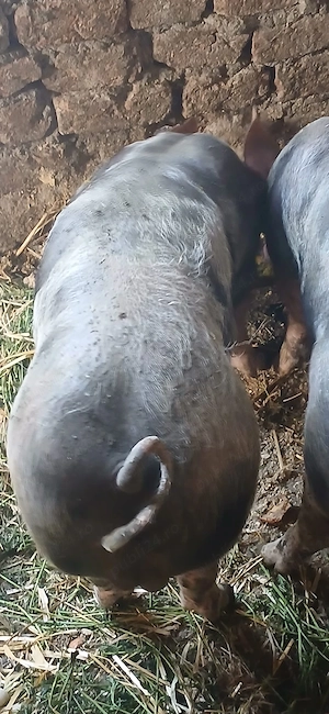 vand porci pietran belgian 