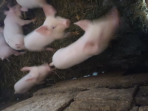 Vand 4 buc. purcei 10 saptamani. - imagine 3
