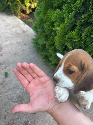 Vand pui de beagle - imagine 3