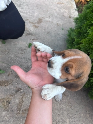 Vand pui de beagle - imagine 2