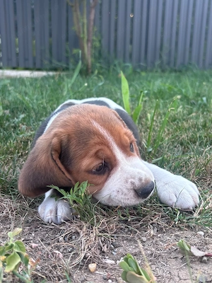 Vand pui de beagle