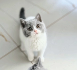 British bicolor cu pedigree 