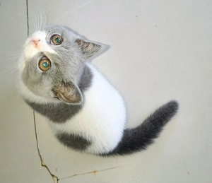 British bicolor cu pedigree  - imagine 3