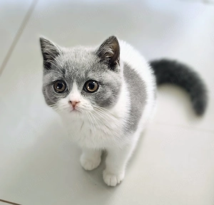 British bicolor cu pedigree  - imagine 4