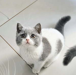 British bicolor cu pedigree  - imagine 2