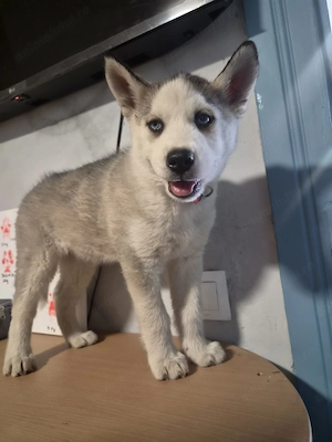 Pui Husky siberian - imagine 5