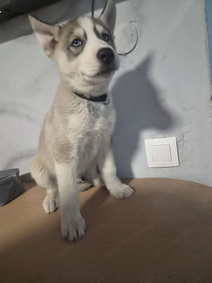 Pui Husky siberian - imagine 2