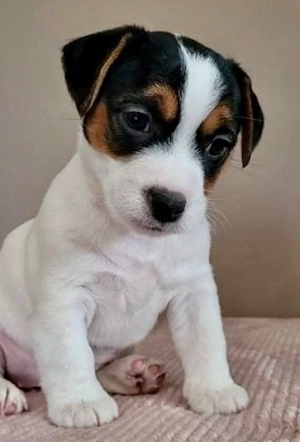 Jack Russell 