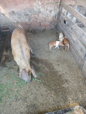 de vânzare scroafă cu 4 purcei preț 2000 lei preț fix mai multe detalii la telefon 