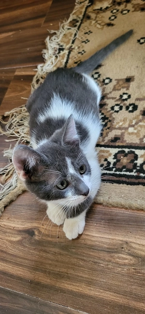 Pisicute pentru adoptie