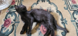 Pisicute pentru adoptie - imagine 2