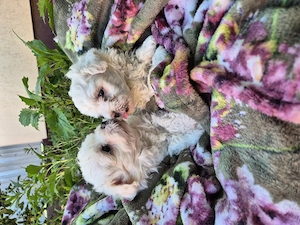Cătei bichon maltez - imagine 3