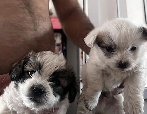 Câine bichon maltez 