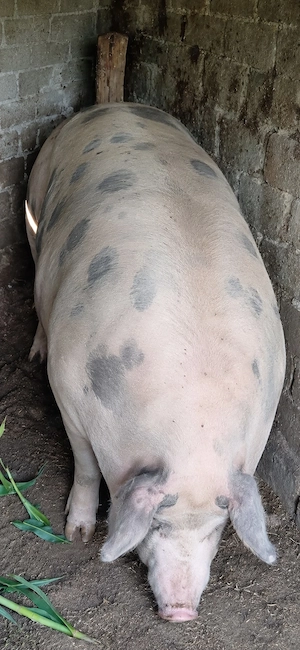vând două scroafe de carne 