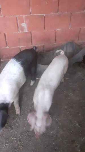 Vând purcei tel zero șapte cinci noua șase șapte trei noua trei sapte - imagine 2