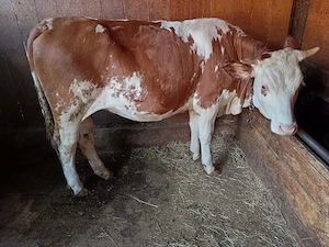 Vând vițele din mame foarte bune de lapte  - imagine 3