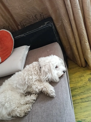 bichon malteze  - imagine 2