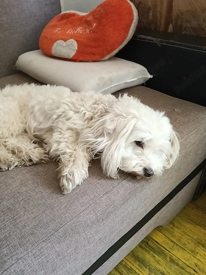 bichon malteze 