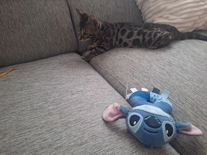 Bengal femela .