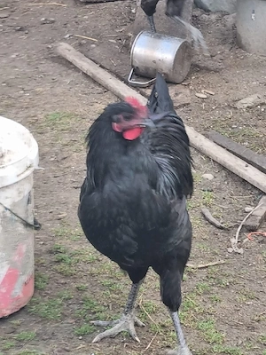 Cocoși Australorp de vanzare - imagine 3